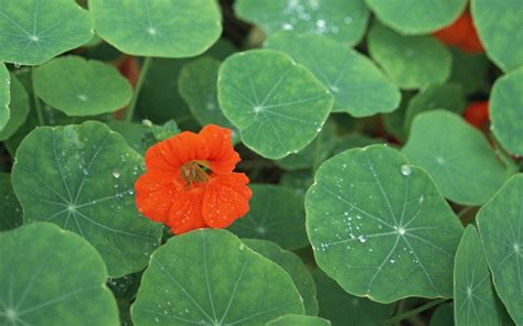 紅花綠葉意思